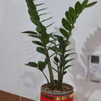 اسباب‌بازی|اسباب‌‌بازی|آبدانان, |دیوار