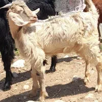 ۲راس کهره