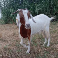 بز بابزغاله یک عددم بز