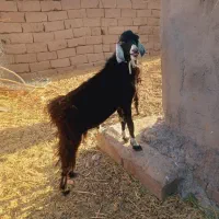 ۴ تا نری چاق چاق رشتی مناسب کشتن و داشت