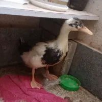 مرغ عشق ماده و