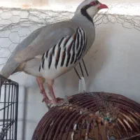 مرغ و خروس پرنده