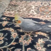 عروس هلندی نر دستی بازیگوش و سرگرم کننده|پرنده|لنجان, |دیوار