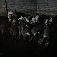 فروش چپیش و بره