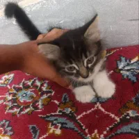 گربه خوشگل شیطون