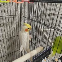 جفت عروس هلندی