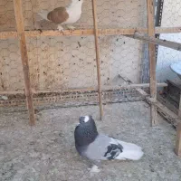 کبوتر مایه