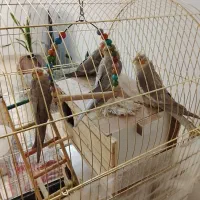 جوجه عروس هلندی|پرنده|چهاردانگه (تهران), |دیوار