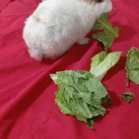 خرگوش
