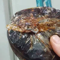 شیره خرما چومه ای واصل درتناژ بالا