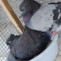 کبوتر سیاه  چوینی بوشهری