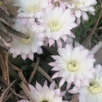 تعدادی از انواع گل کاکتوس در یک گلدان