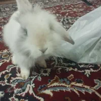 خرگوش لپ