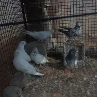 فروش تعداد ی کبو تر|پرنده|انبارآلوم, |دیوار