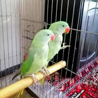 جوجه شاه طوطی های چشم خاکستری (دودی)|پرنده|شیراز, هفت تنان|دیوار