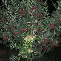 به چندانفر اقاوخانم جهت سرت سیب نیاز مندیم