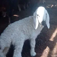 بره سفید سبک وزن