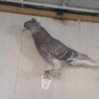 کبوتر کفتر رنگه پرشی