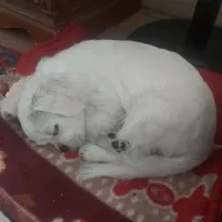 سگ شیواوا سفید ماده