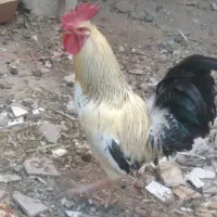 خروس عربی اصل