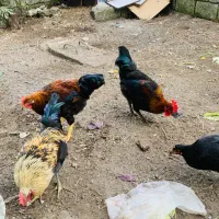 ۲عدد خروس فروشی