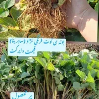 بوته توت فرنگی