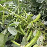 16 نی (۸۰۰۰متر مربع) باقلا سبز فروش کلی