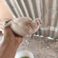 کبوتر سری 200 فروش فوری