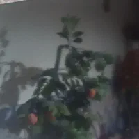 تلوزیون آپلاس 43نیازمند السیدی|تلویزیون و پروژکتور|مود, |دیوار