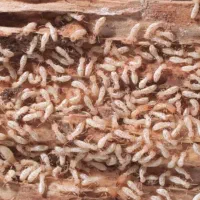 سمپاشی  انواع حشرات