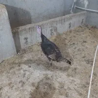 بوغلمون جوان امسالی|حیوانات مزرعه|اردبیل, |دیوار