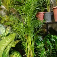 کامپکت. نیکولای.اریکا.کاج مطبق.فیکوس|گل و گیاه طبیعی|تهران, شهرک شهید باقری|دیوار