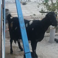 گوسفند فروشی