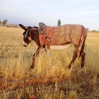 خر گله ای