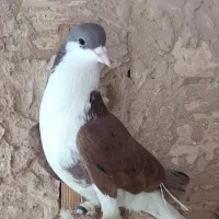 کبوتر ساده هفت رنگ و دنب سفید