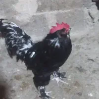 3 عدد خروس محلی