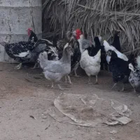 تخم مرغ محلی اصل اصل|خوردنی و آشامیدنی|بوشهر, |دیوار