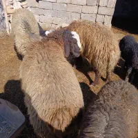 فروش بره نر