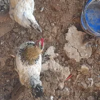 خروس جوان سر زنده