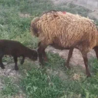 میش بره دار مفت مفت 27