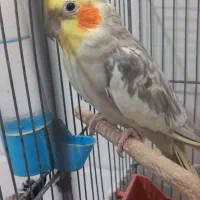 عروس هلندی سخنگو|پرنده|قنوات, |دیوار