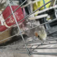 عروس هلندی|پرنده|قرچک, مهدیه|دیوار