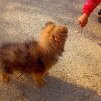 سگ پامر|سگ|فرح آباد, |دیوار