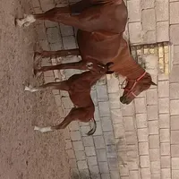 اسب