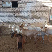 بزسانن اصلی