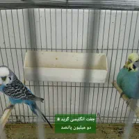 انواع مرغ عشق انگلیسی پروانه فنچ دستی