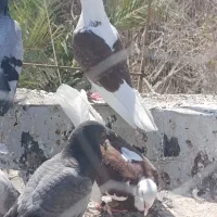 نر ماده کبوتر تهران|پرنده|زابل, |دیوار