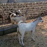 کهره