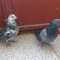 کبوتر|پرنده|ایوان, |دیوار