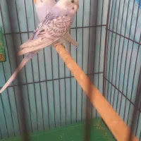 مرغ عشق.|پرنده|علامرودشت, |دیوار